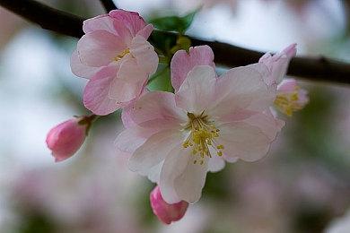 任天堂和宝可梦公司推出新网站 免费提供音乐授权